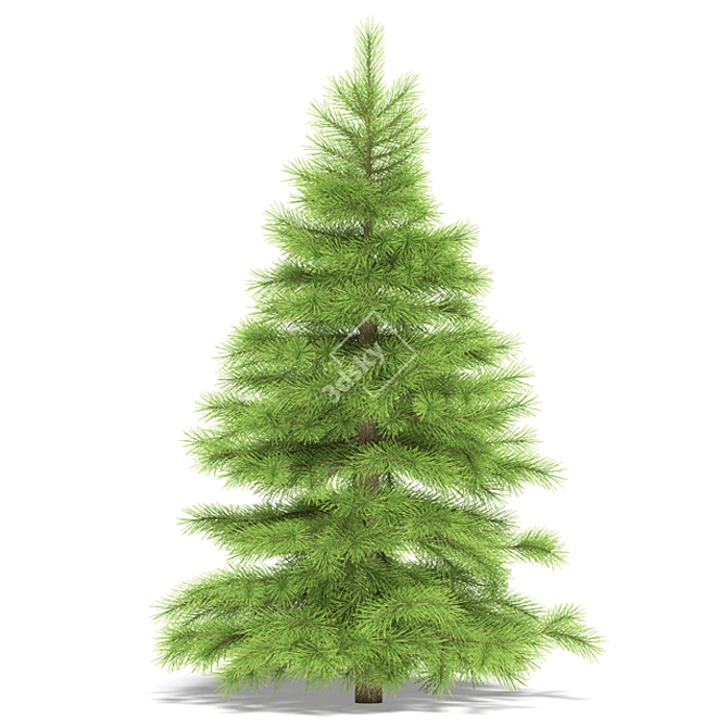 1m Spruce: Realistic 3D Model 3D model image 1