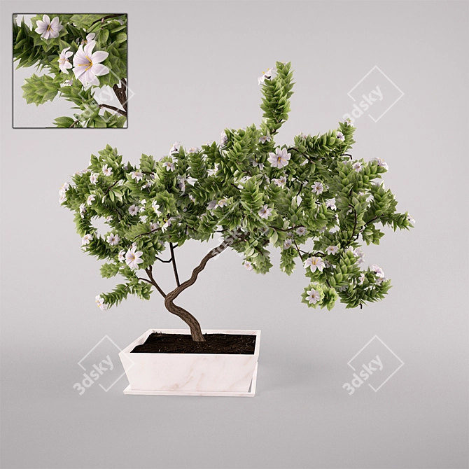 Translated description: Indoor plant, height: 1m, width: 1.5 x 1m.

Blooming Beauty: 1 3D model image 1