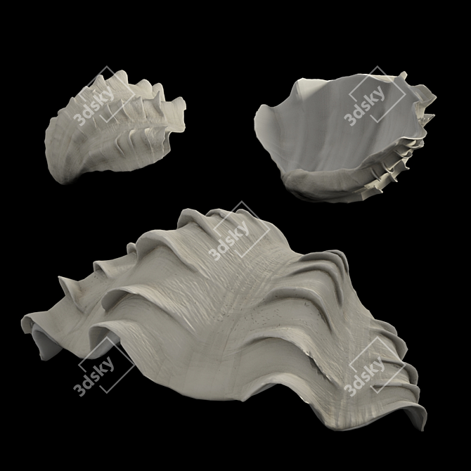 South China Sea Shell: Exquisite Anvraloo Design 3D model image 1