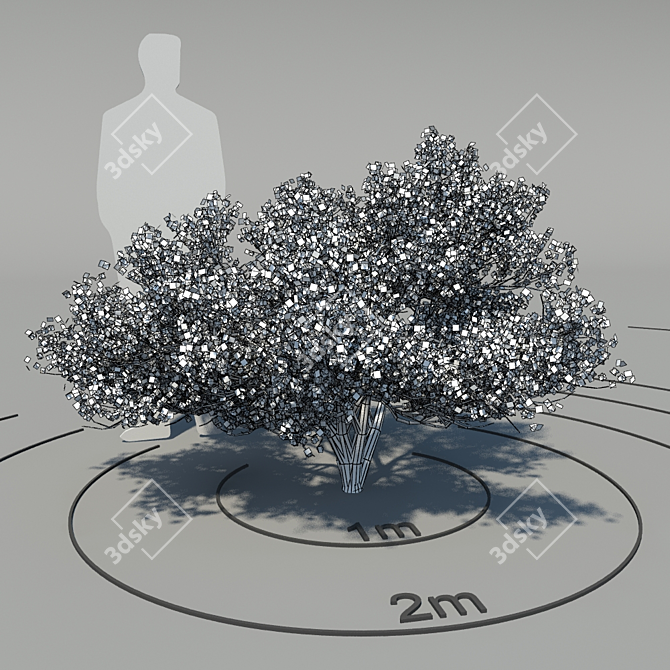 Flowering Dogwood: Elegant Cornus Florida 3D model image 2