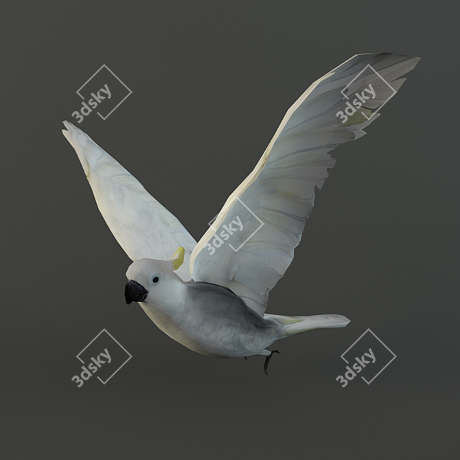 Poly Parrot: Rigged, Animated, Textured 3D model image 1