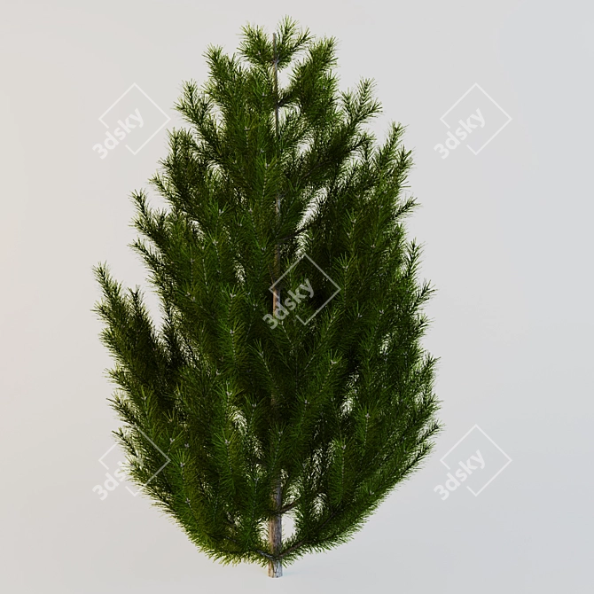 Resinous Red Pine Tree - 3m Height 3D model image 1