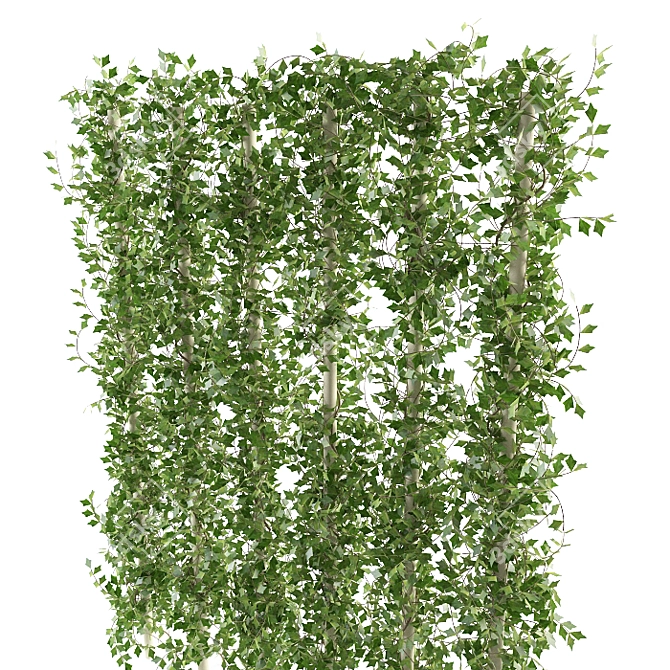 Versatile Ivy Plant: 3 Height Options 3D model image 2