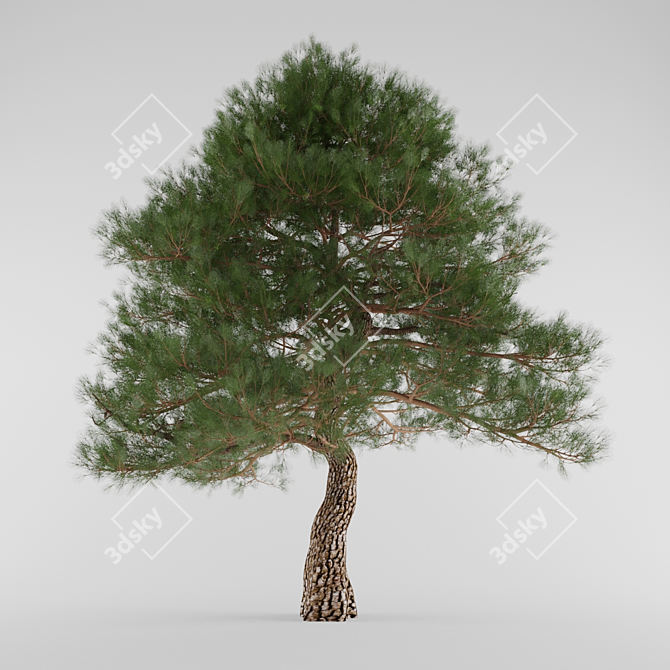 Tall and Wide Southern Pine 3D model image 1