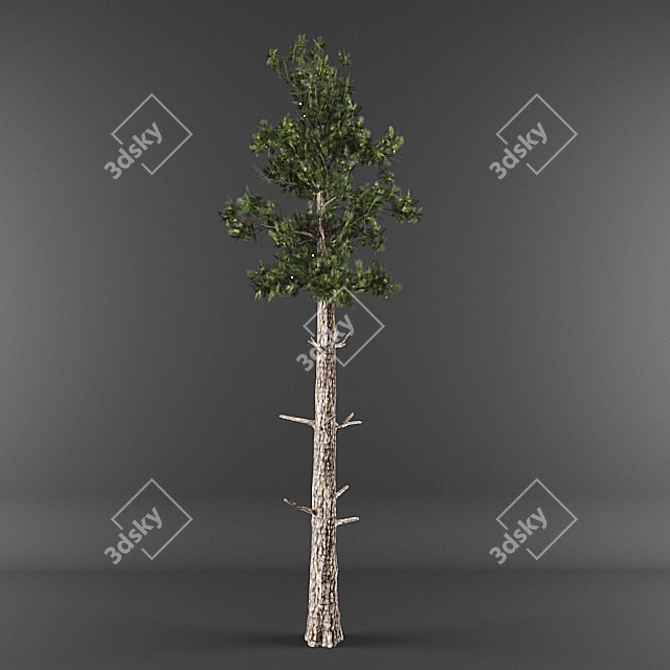 Low-Poly Conifer Collection 3D model image 1