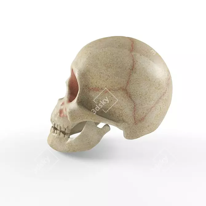 Skull Texture for Photoshop 3D model image 2