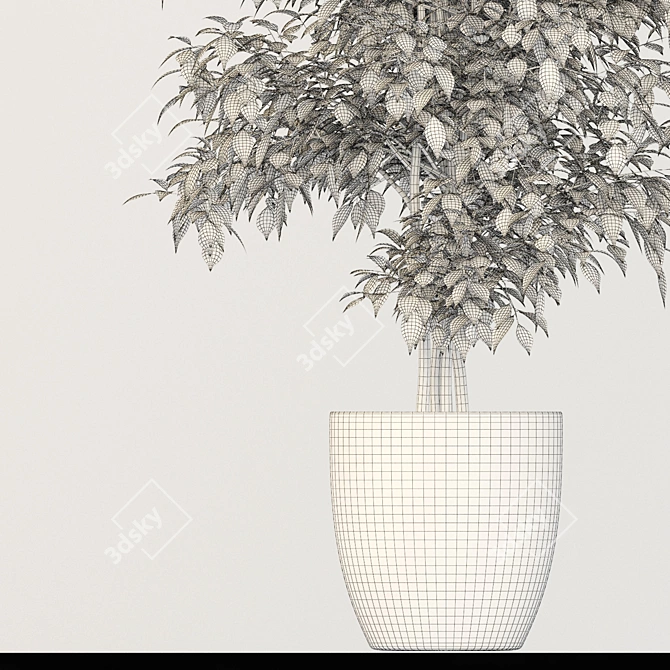 Lush Ficus Plant 3D model image 3