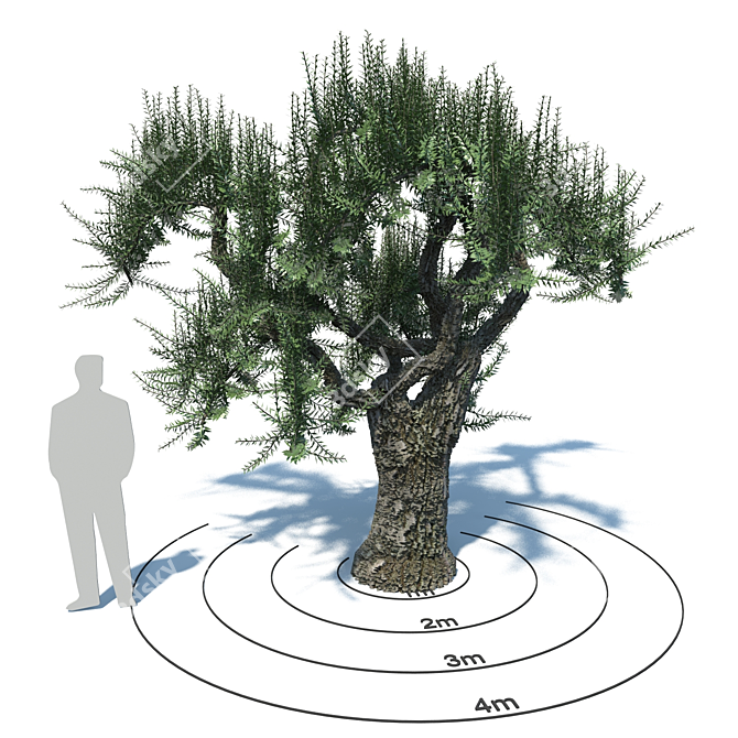 European Olive - Premium Olea europaea 3D model image 1