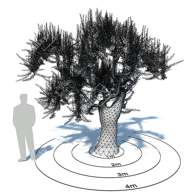 European Olive - Premium Olea europaea 3D model image 2