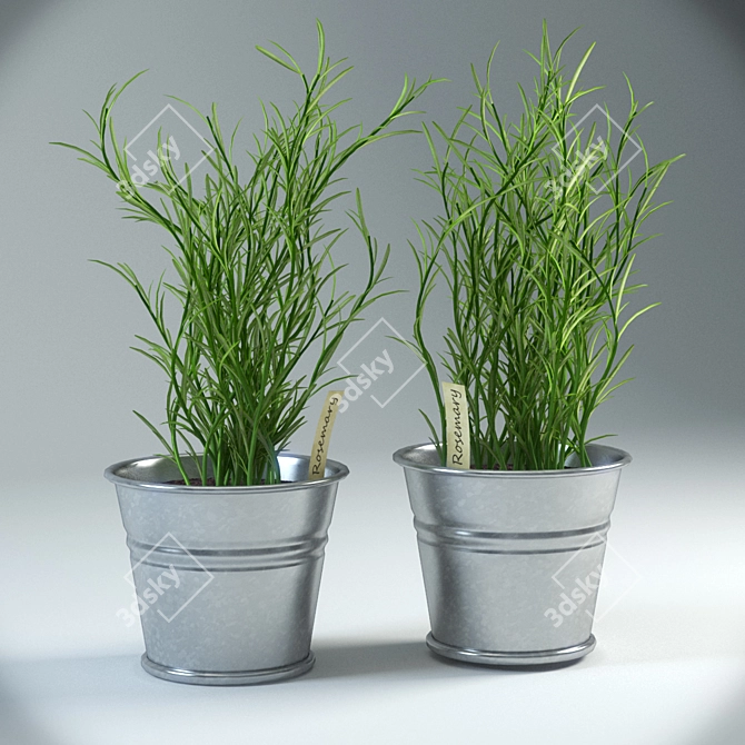  Aromatic Rosemary Pot Plant 3D model image 1