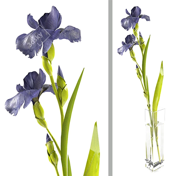 Elegant Iris Branch in Vase 3D model image 1