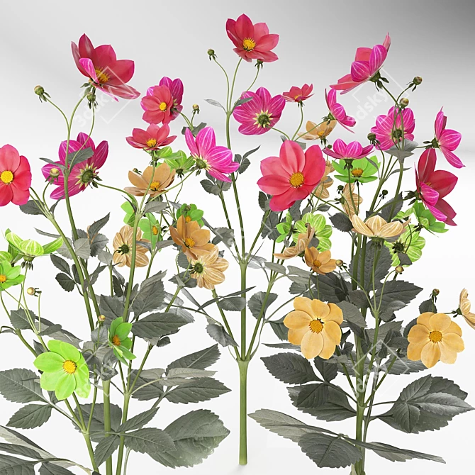 Title: Jolly Fellows Dahlia 3D Model 3D model image 1