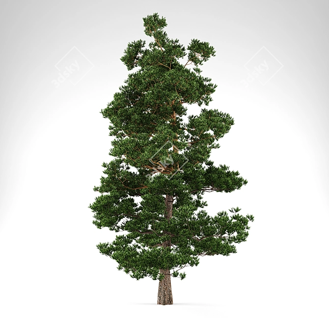  Majestic 10m Pine Tree 3D model image 1