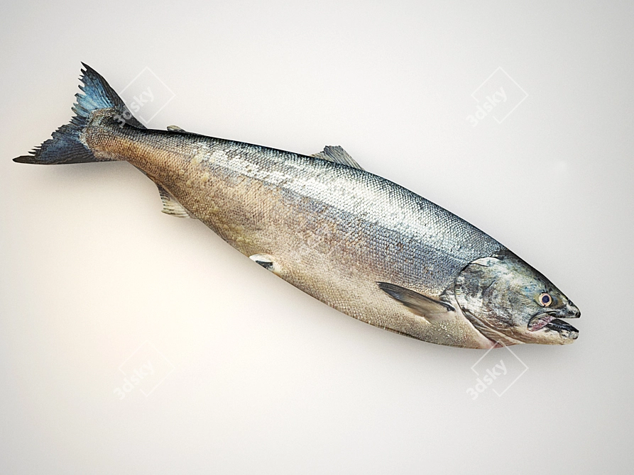 Premium Fresh Raw Salmon 3D model image 1