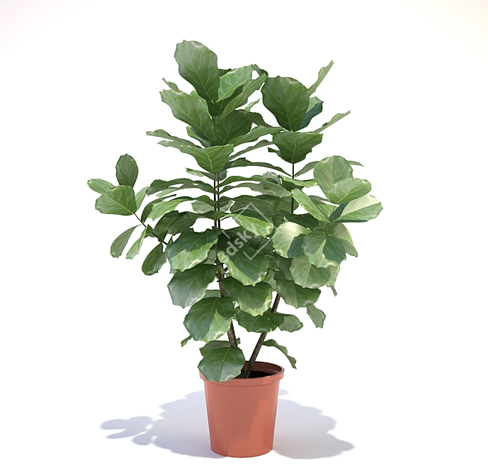 Lyrical Ficus: Elegant Indoor Greenery 3D model image 1