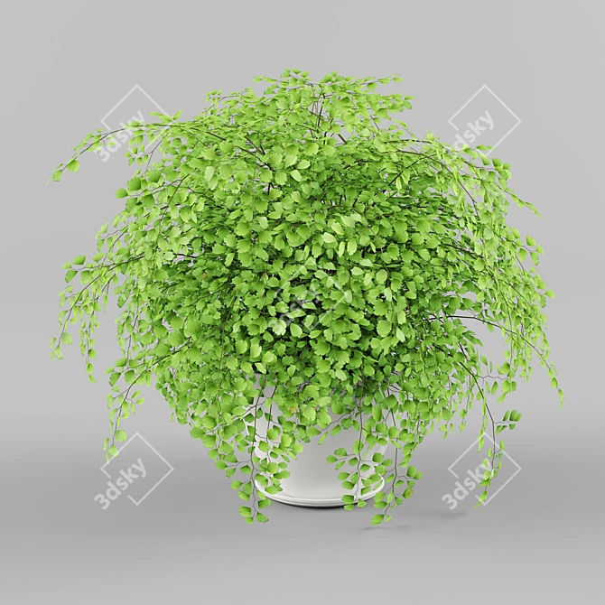 Adiantum Fragrantum: Exquisite Fern for your Home 3D model image 1