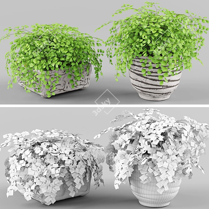 Adiantum Houseplant | Vray, Max 2011, FBX, Textures, Render 3D model image 1