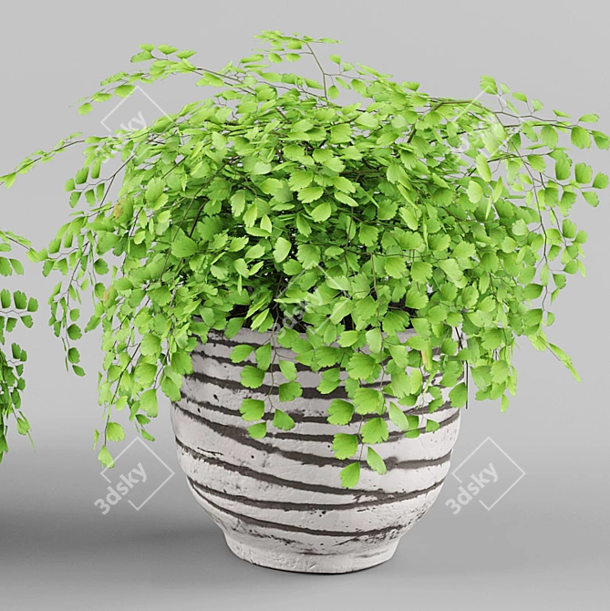 Adiantum Houseplant | Vray, Max 2011, FBX, Textures, Render 3D model image 3