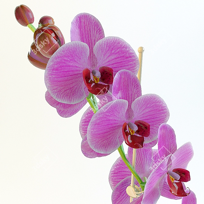 Elegant Orchid02: Beauty Blooms 3D model image 2