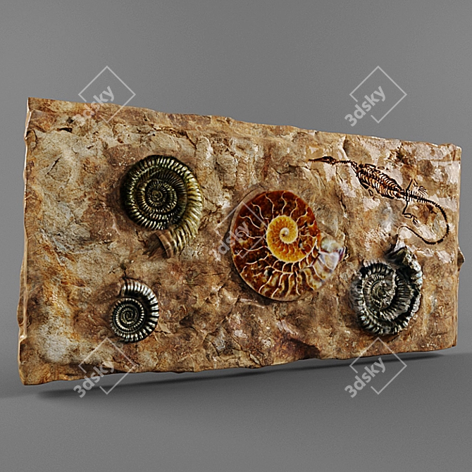 Ancient Treasures: Fossil Collection 3D model image 1