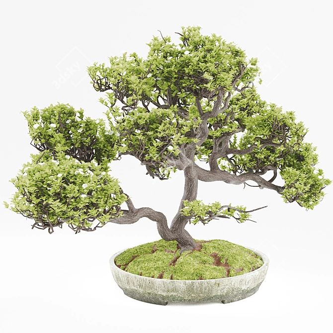 Elegant Vray Bonsai Tree 3D model image 1