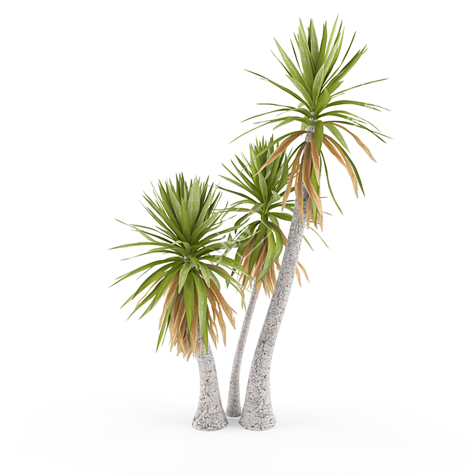 Yucca aloifolia: Stunning Garden Decor 3D model image 1