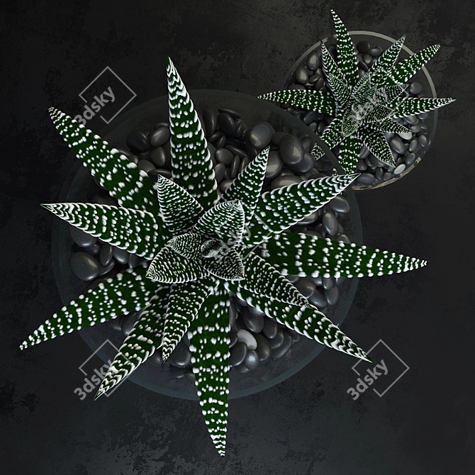 Haworthia Succulent Plant - Decorative Beauty 3D model image 2