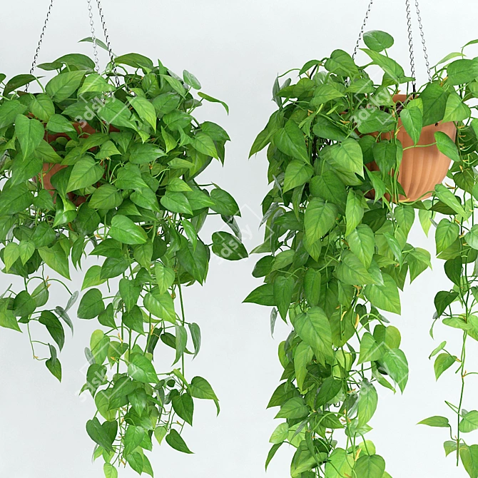 Scandens Hanging Plant: 2 Variants 3D model image 2