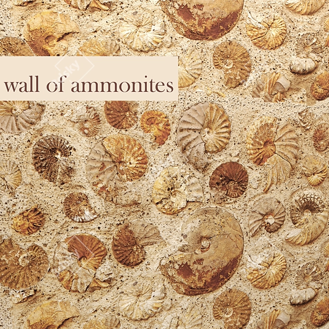 Fossil Ammonite Wall Décor 3D model image 1