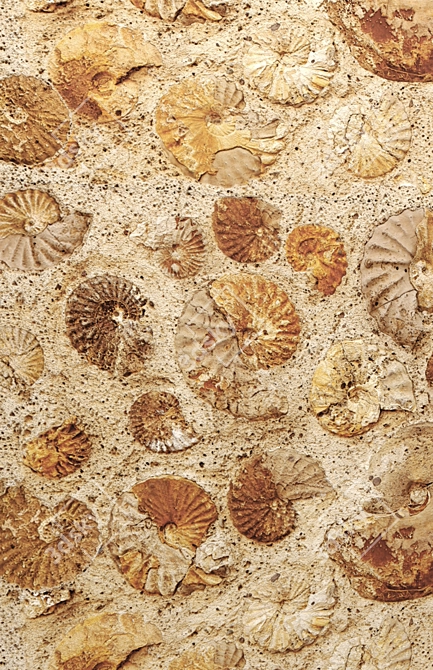 Fossil Ammonite Wall Décor 3D model image 2
