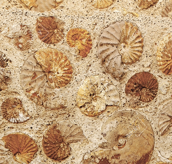 Fossil Ammonite Wall Décor 3D model image 3