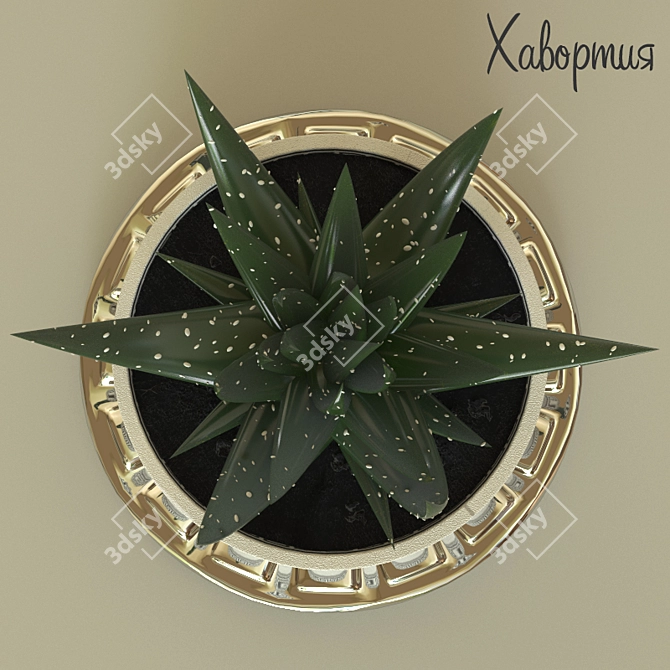 Haworthia - Stunning Ornamental Plant 3D model image 2
