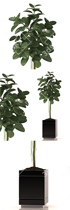 Green Life Rubber Plant - Size 22 3D model image 1