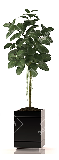 Green Life Rubber Plant - Size 22 3D model image 2