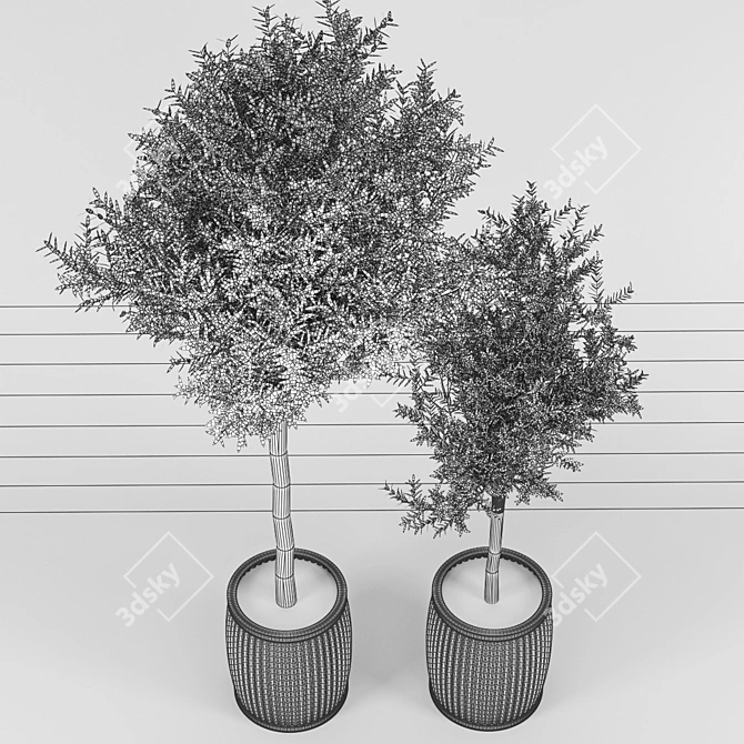 Olive Tree: Authentic Olea europaea 3D model image 2