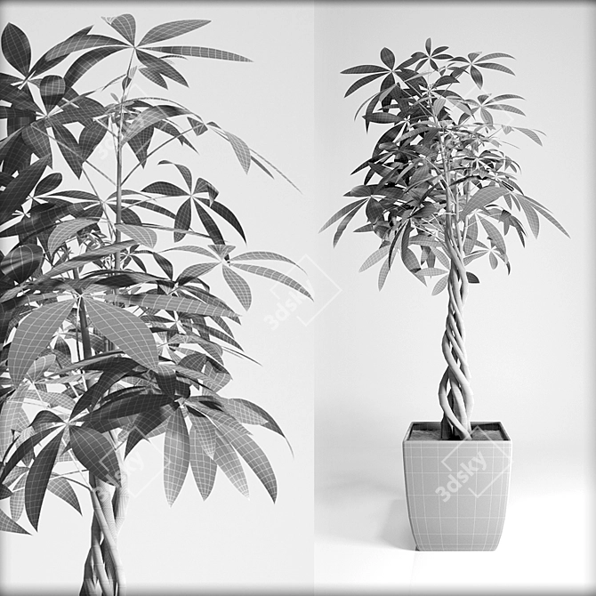 Pachira Aquatica: 2.2m Tall Indoor Plant 3D model image 2