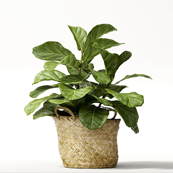 Tropical Beauty: Ficus Lyrata 3D model image 1