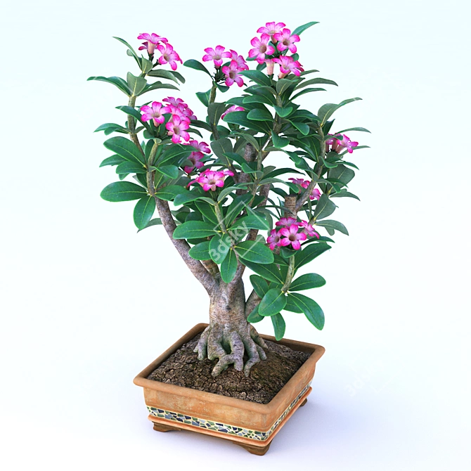 Desert Bloom: Adenium 3D model image 1