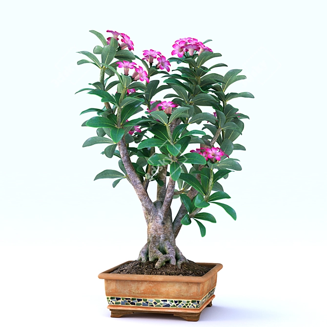 Desert Bloom: Adenium 3D model image 2