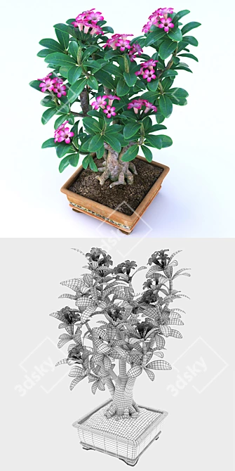 Desert Bloom: Adenium 3D model image 3