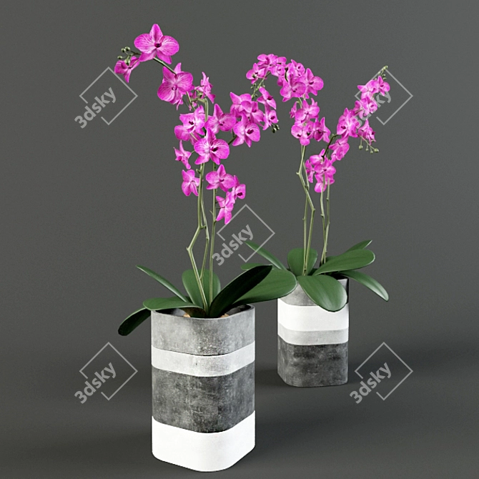 Concrete Elegance: Orchids in Vases 3D model image 1