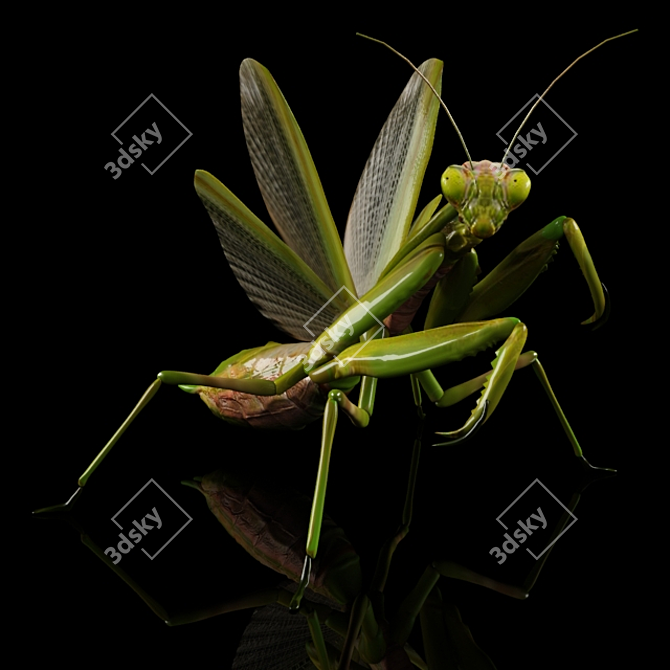Mantis Religiosa: Elegant Insect Décor 3D model image 3