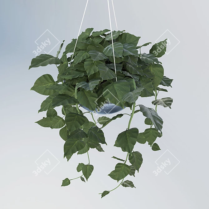 Tropical Philodendron: Hanging Indoor Plant 3D model image 2