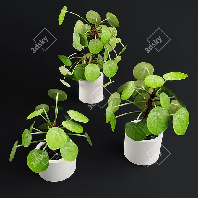 Lush Pilea Peperomioides Plant 3D model image 1