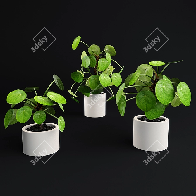 Lush Pilea Peperomioides Plant 3D model image 3