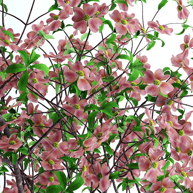 Realistic Pink Dogwood Blossom Branches 3D model image 2