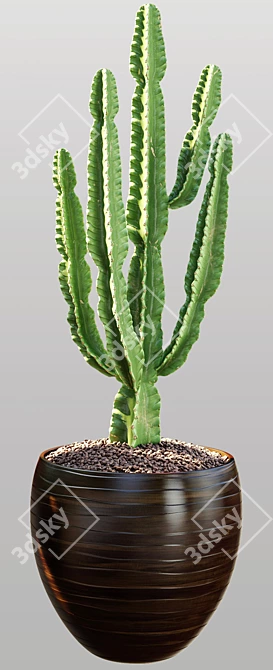 Archived Cactus Model with Textures & Materials 3D model image 2