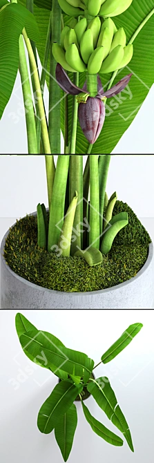 Realistic Banana Tree with Moss - Stylish and Lifelike Décor 3D model image 2