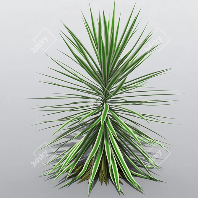 Variegated Yucca Plant - 3 Sizes 3D model image 1