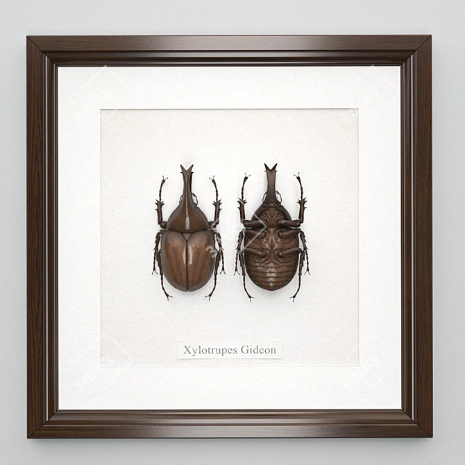 Gideon Beetle in Wooden Frame 3D model image 2